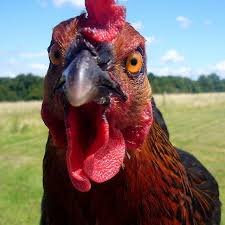 Angry Chicken Google Search Angry Chicken Chicken Bird Chicken Art