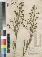 Image result for Indigofera polysphaera
