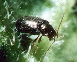 Check spelling or type a new query. Tomato Insects And Pests Garden Org
