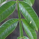 Image result for Bersama abyssinica