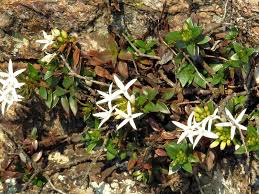 Image result for Otiophora