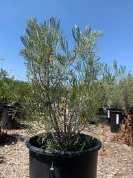Image result for Cassia thyrsoidea