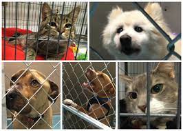The mission of camden county animal shelter, sponsored by the camden county board of freeholders, is ending companion animal homelessness in camden county through community awareness and responsible ownership. Take Two For Almost Home Animal Shelter In Pennsauken