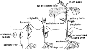 soybean growth stages umn extension