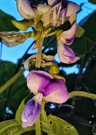 Image result for Neustanthus