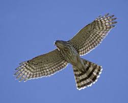 Big Black Bird With White Head And White Tail Cooper S Hawk Cooper S Hawk Bird Hunting Hawk Tattoo