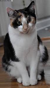 ‪Understanding Cats | Indoor Pet Initiative‬‏