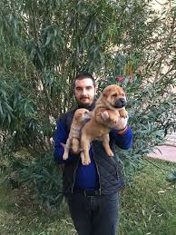 Satilik Shar Pei Yavrulari Satilik Shar Pei Yavrulari Kopek Kopekseverler Kopeksahiplendirme Kopekyavrusu Evcilhayvan Shar Pei Kopek Evcil Hayvanlar