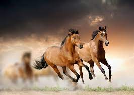 Gallop Wall Mural Galop Muur Fotobehang Galopp Fotobehang Papier Peint Poster In 2021 Horse Wallpaper Horses Beautiful Horses