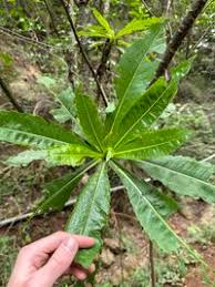 Image result for Solanecio mannii