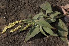 Image result for Persicaria senegalensis