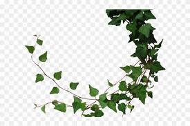 New users enjoy 60% off. Drawn Ivy Jungle Vines Png Transparent Png Download 640x480 1734271 Pngfind
