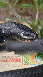As The Longleaf Pine Forests In Alabama And Florida Have Disappeared So Have Eastern Indigo Snakes Aza Accredited Zoos And Aquariums Ar Zoo Aquarium Pet Care