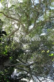 Image result for Ficus obliqua