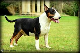 Tri color miniature bull terrier puppies. Champion Tri Coloured Bull Terrier At Stud Swansea Swansea Pets4homes