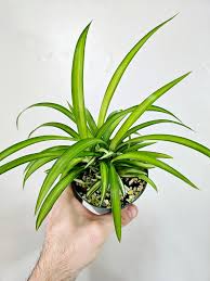 Image result for Chlorophytum nubicum