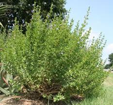 Image result for Dyschoriste thunbergiiflora