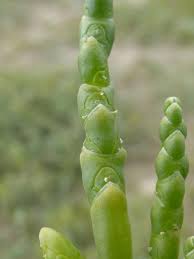 Image result for Salicornia pachystachya