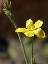 Image result for Menodora