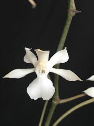 Image result for Aerangis kotschyana