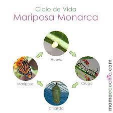 Pin On Monarch Butterfly Mariposa Monarca