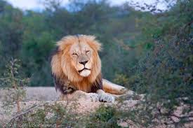 It says on its website that it increases your flash by two stops. Review The Better Beamer Flash Extender Photograph Africa The Blog Of Africa Wild Safaris
