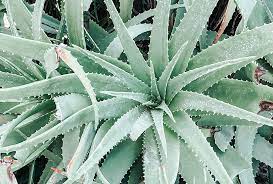 Late fall/winter isn't ideal because your plant will be resting during these times. Aloe Vera Tot Ce Trebuie Sa Stii Despre Planta Minune