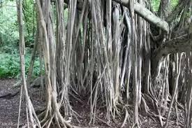 The ficus elastica, otherwise known as the rubber tree or rubber plant, is a popular plant for indoor and outdoor gardening across the united states. What Is The Difference Between Prop Roots And Stilt Roots Quora