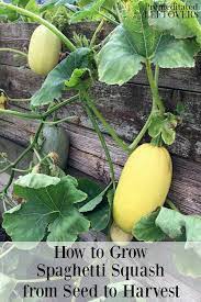 Do You Want To Grow Spaghetti Squash In Your Garden This Guide On How To Grow Spaghetti Squash Tells Growing Squash Spaghetti Squash Seeds Growing Vegetables