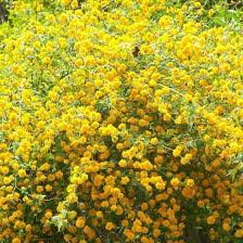 Image result for Kerria