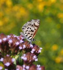 Image result for Syncolostemon elliottii