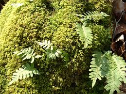 Image result for Pleopeltis  × simiana