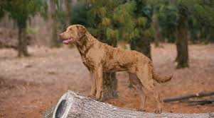 English setter pups for sale. Chesapeake Bay Retriever Vs Labrador Retriever Differences More