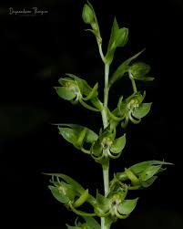 Image result for Habenaria petitiana