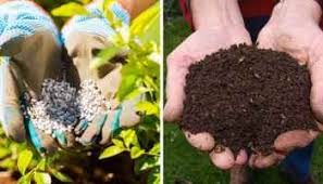 Beer without fizz can become a great fertilizer for flower pots. Beer As A Fertilizer And Uses Around The Garden What Gardening Channel