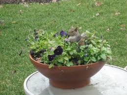 Occasionally squirrels will unearth young potted plants in their quest to bury nuts. How To Keep Chipmunks Out Of Your Gardens Natural Chipmunk Repellent 2021