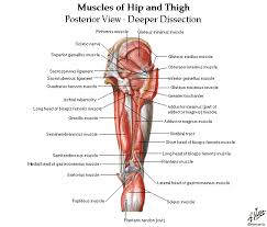 Other muscles also assist in the abduction of the thigh at the hip joint, but they do not belong to the abductor group. Dentistry And Medicine Upper And Lower Limbs Muscles Skeleton Knee Joint Hip Joint Diagrams Free Download