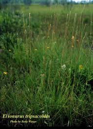 Image result for Elionurus tripsacoides