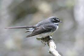 vogel foto rhipidura albiscapa grijze waaierstaart grey fantail reizen reisbestemmingen nieuw zeeland