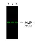 Ideal for fluorescent western blot. Alexa Fluor 790 Secondary Antibodies