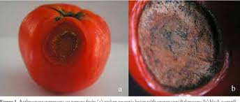 Image result for Colletoecema