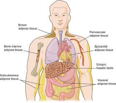 In the integumentary system, which includes the skin, it accumulates in the deepest level, the subcutaneous. Obesity Induced Changes In Adipose Tissue Microenvironment And Their Impact On Cardiovascular Disease Circulation Research