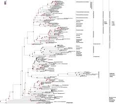 Image result for Lophiocarpus polystachyus