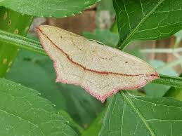 Image result for Timandra comae