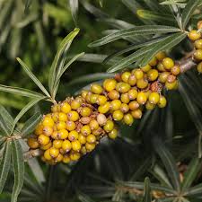Image result for Hippocratea buchananii