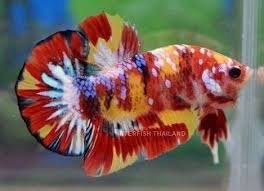 Betta Fish Pet Fish Betta Fish Aquarium Fish