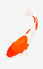 كوي الذهبي السمك فنغ شوي سمكة محظوظ كوي رسم سمك السمك فنغ شوي Png وملف Psd للتحميل مجانا Feng Shui Fish Koi Wind Sock