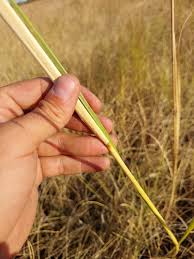 Image result for Chrysopogon nigritanus