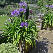 Image result for Agapanthus codii