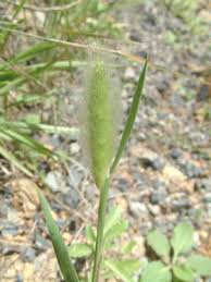 Image result for Polypogon monspeliensis